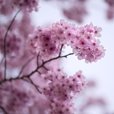 cherry blossom, Tokyo, Japan