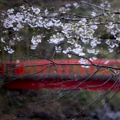 Cherry Blossom, Shuzenji, Japan